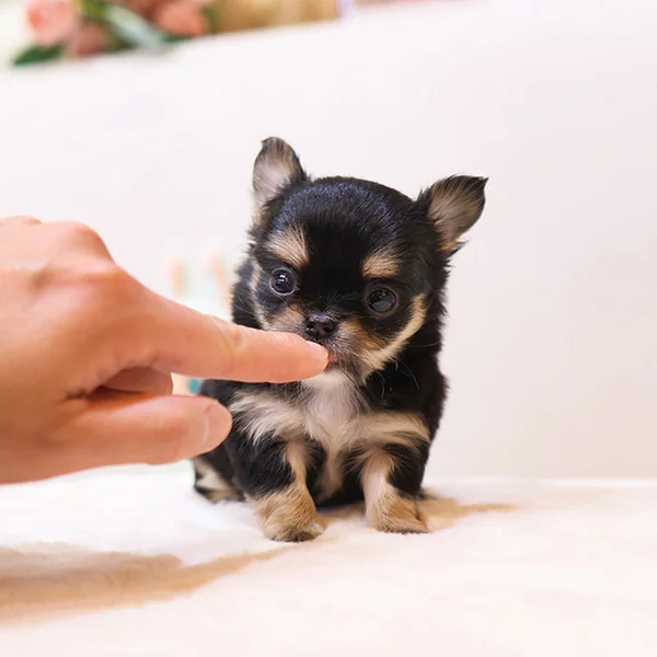 Teacup puppies for sale Teacup puppies for sale near me teacup puppy for sale Teacup puppies near me Affordable Puppies For Sale Puppies For Sale puppies for sale nearby puppies for sale cheap