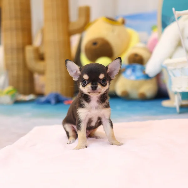 Teacup puppies for sale Teacup puppies for sale near me teacup puppy for sale Teacup puppies near me Affordable Puppies For Sale Puppies For Sale puppies for sale nearby puppies for sale cheap