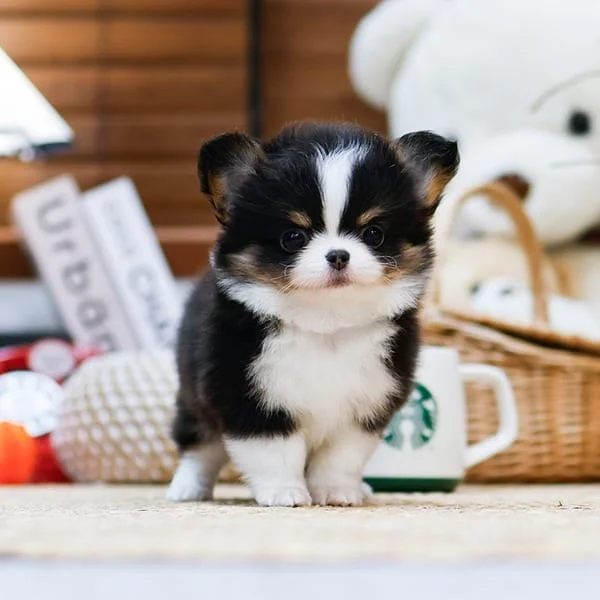 Teacup puppies for sale Teacup puppies for sale near me teacup puppy for sale Teacup puppies near me Affordable Puppies For Sale Puppies For Sale puppies for sale nearby puppies for sale cheap