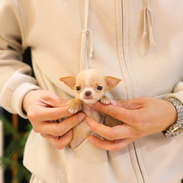 Teacup puppies for sale Teacup puppies for sale near me teacup puppy for sale Teacup puppies near me Affordable Puppies For Sale Puppies For Sale puppies for sale nearby puppies for sale cheap