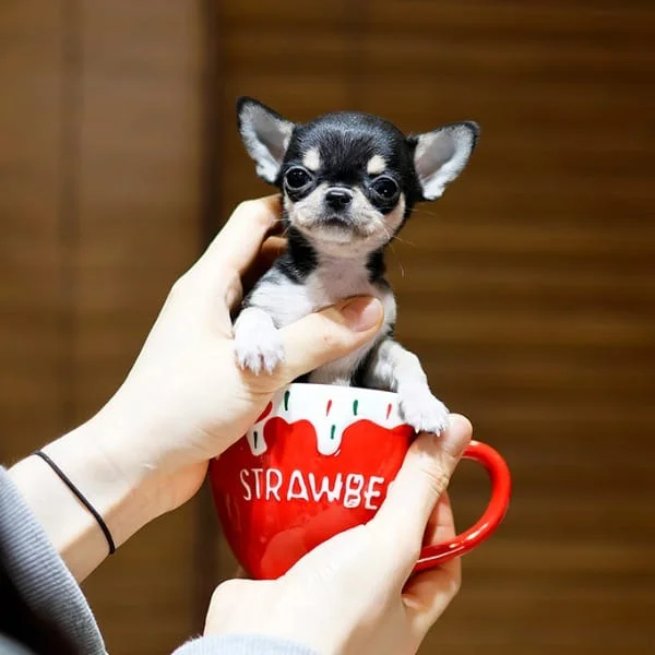 Teacup puppies for sale Teacup puppies for sale near me teacup puppy for sale Teacup puppies near me Affordable Puppies For Sale Puppies For Sale puppies for sale nearby puppies for sale cheap