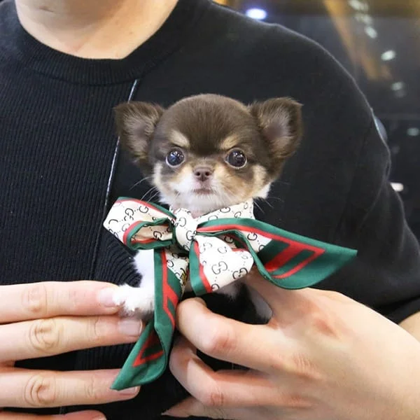 Teacup puppies for sale Teacup puppies for sale near me teacup puppy for sale Teacup puppies near me Affordable Puppies For Sale Puppies For Sale puppies for sale nearby puppies for sale cheap