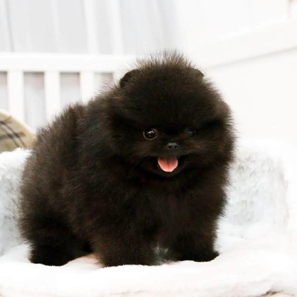 Teacup puppies for sale Teacup puppies for sale near me teacup puppy for sale Teacup puppies near me Affordable Puppies For Sale Puppies For Sale puppies for sale nearby puppies for sale cheap