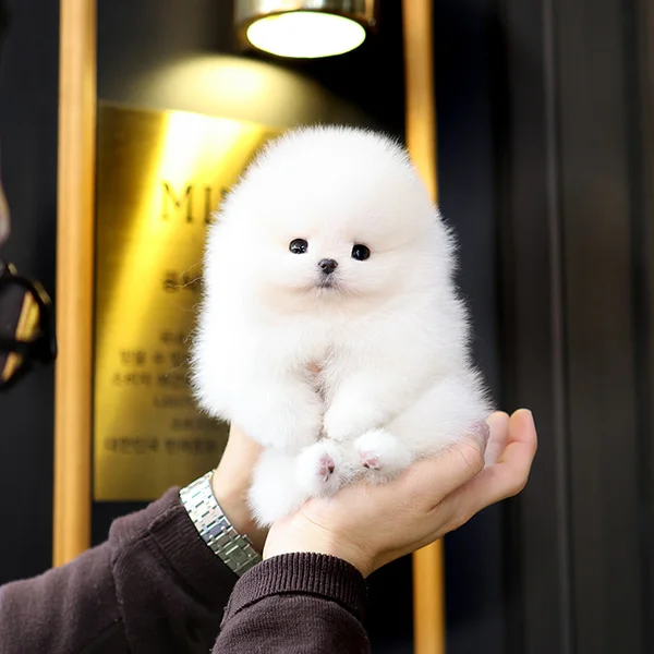 Teacup puppies for sale Teacup puppies for sale near me teacup puppy for sale Teacup puppies near me Affordable Puppies For Sale Puppies For Sale puppies for sale nearby puppies for sale cheap