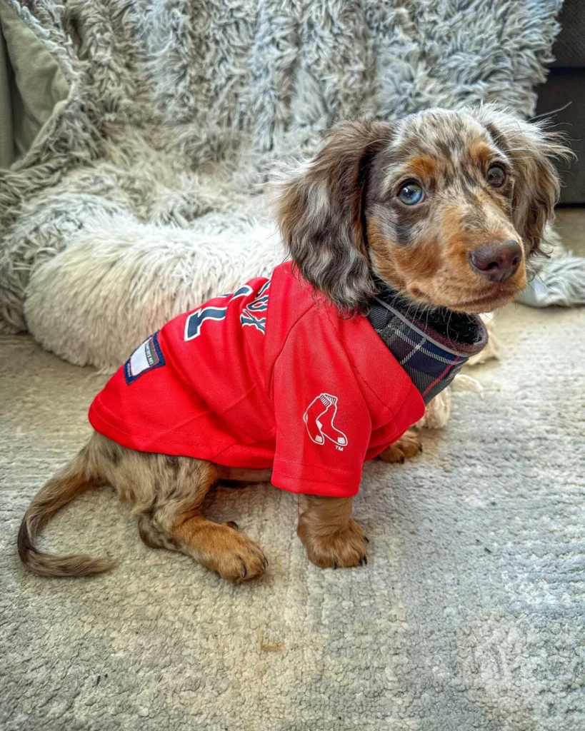 Teacup puppies for sale Teacup puppies for sale near me teacup puppy for sale Teacup puppies near me Affordable Puppies For Sale Puppies For Sale puppies for sale nearby puppies for sale cheap