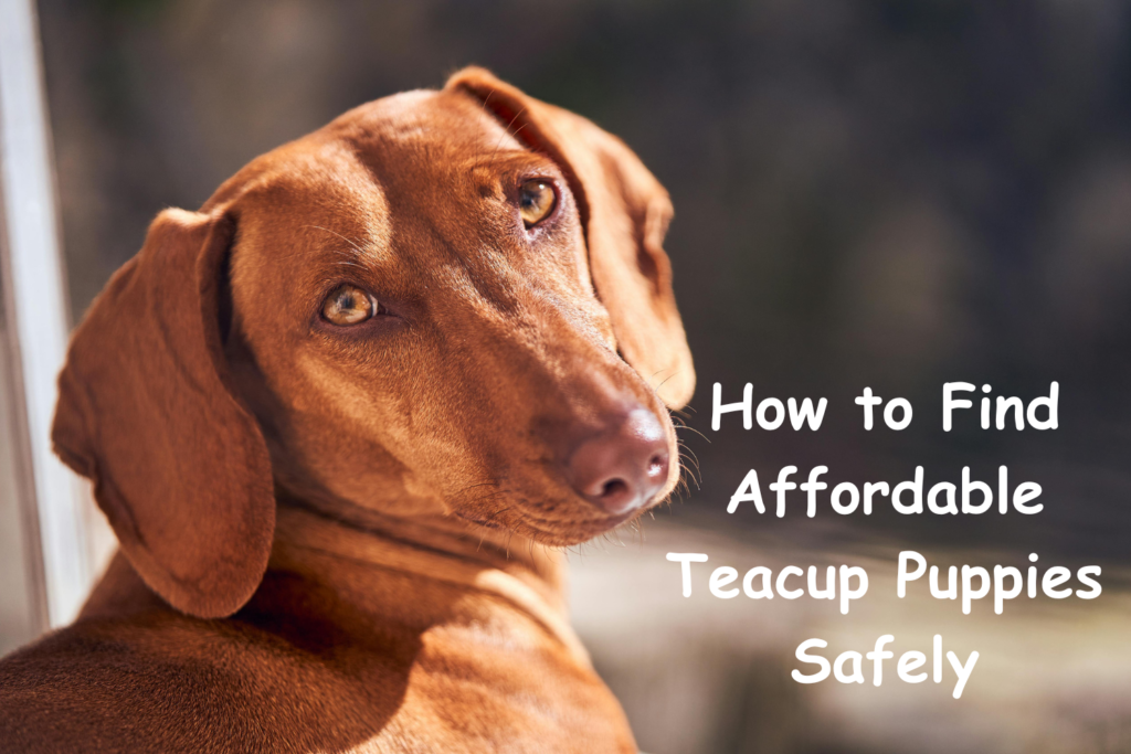 Teacup puppies for sale Teacup puppies for sale near me teacup puppy for sale Teacup puppies near me Affordable Puppies For Sale Puppies For Sale puppies for sale nearby puppies for sale cheap