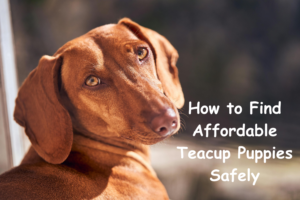 Teacup puppies for sale Teacup puppies for sale near me teacup puppy for sale Teacup puppies near me Affordable Puppies For Sale Puppies For Sale puppies for sale nearby puppies for sale cheap