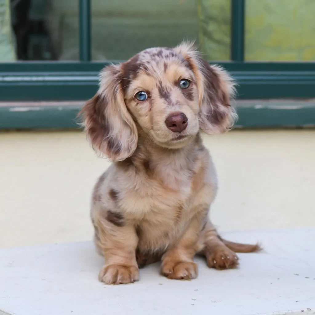 Mini Dachshund Puppies for Sale in Sacramento-Teacup puppies for sale Teacup puppies for sale near me teacup puppy for sale Teacup puppies near me Affordable Puppies For Sale Puppies For Sale puppies for sale nearby puppies for sale cheap