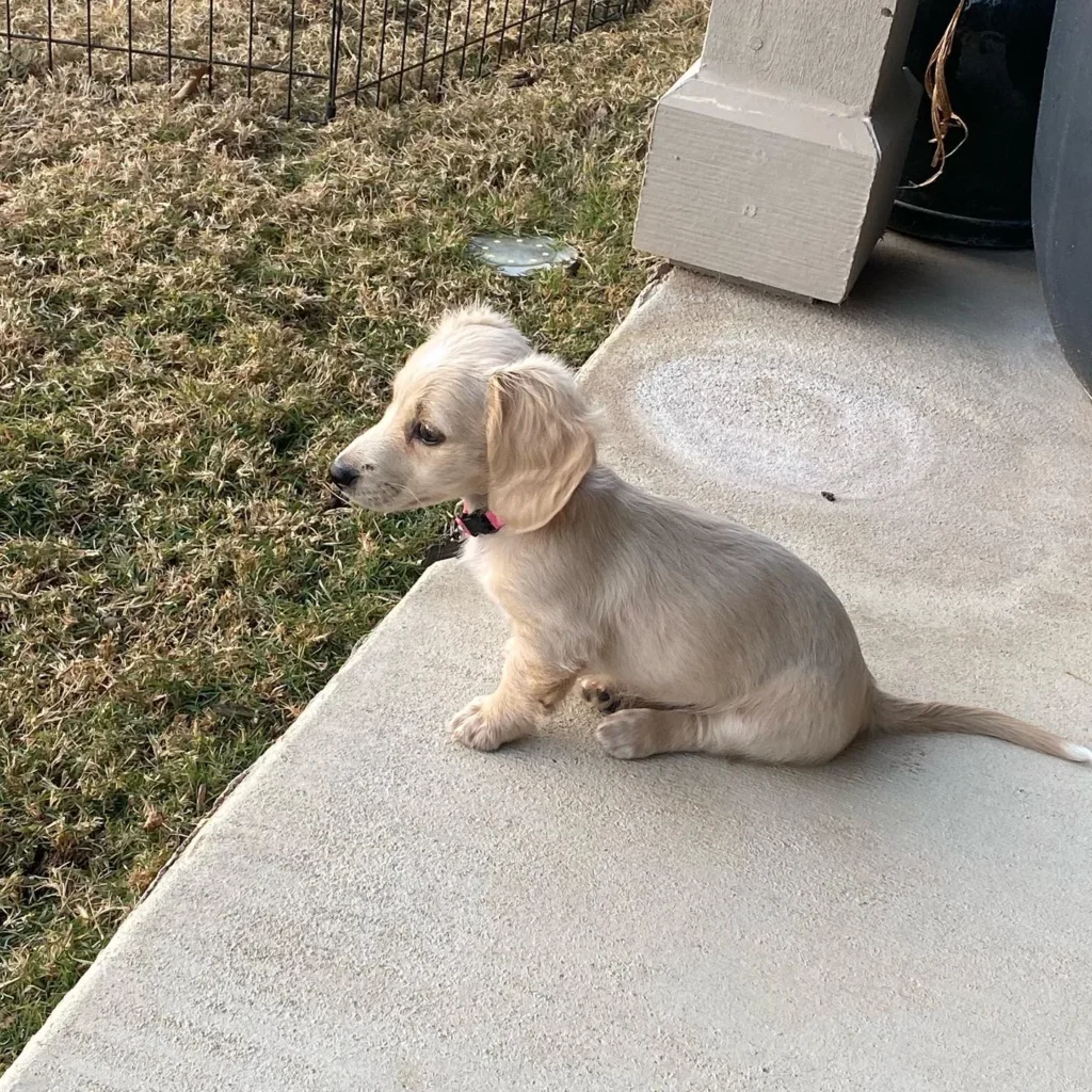 Teacup puppies for sale Teacup puppies for sale near me teacup puppy for sale Teacup puppies near me Affordable Puppies For Sale Puppies For Sale puppies for sale nearby puppies for sale cheap