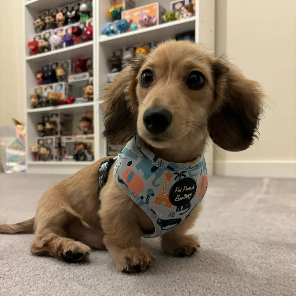 Teacup puppies for sale Teacup puppies for sale near me teacup puppy for sale Teacup puppies near me Affordable Puppies For Sale Puppies For Sale puppies for sale nearby puppies for sale cheap