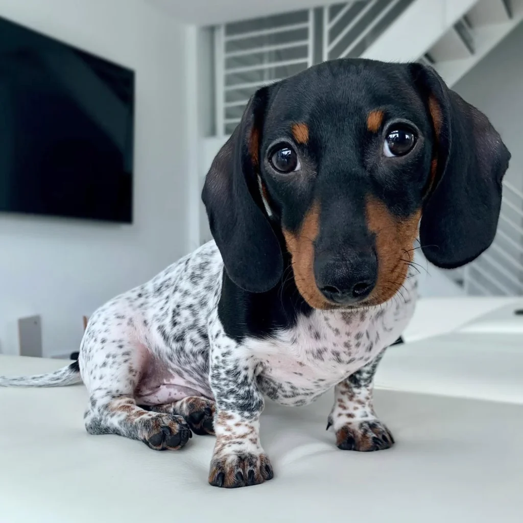 Teacup puppies for sale Teacup puppies for sale near me teacup puppy for sale Teacup puppies near me Affordable Puppies For Sale Puppies For Sale puppies for sale nearby puppies for sale cheap