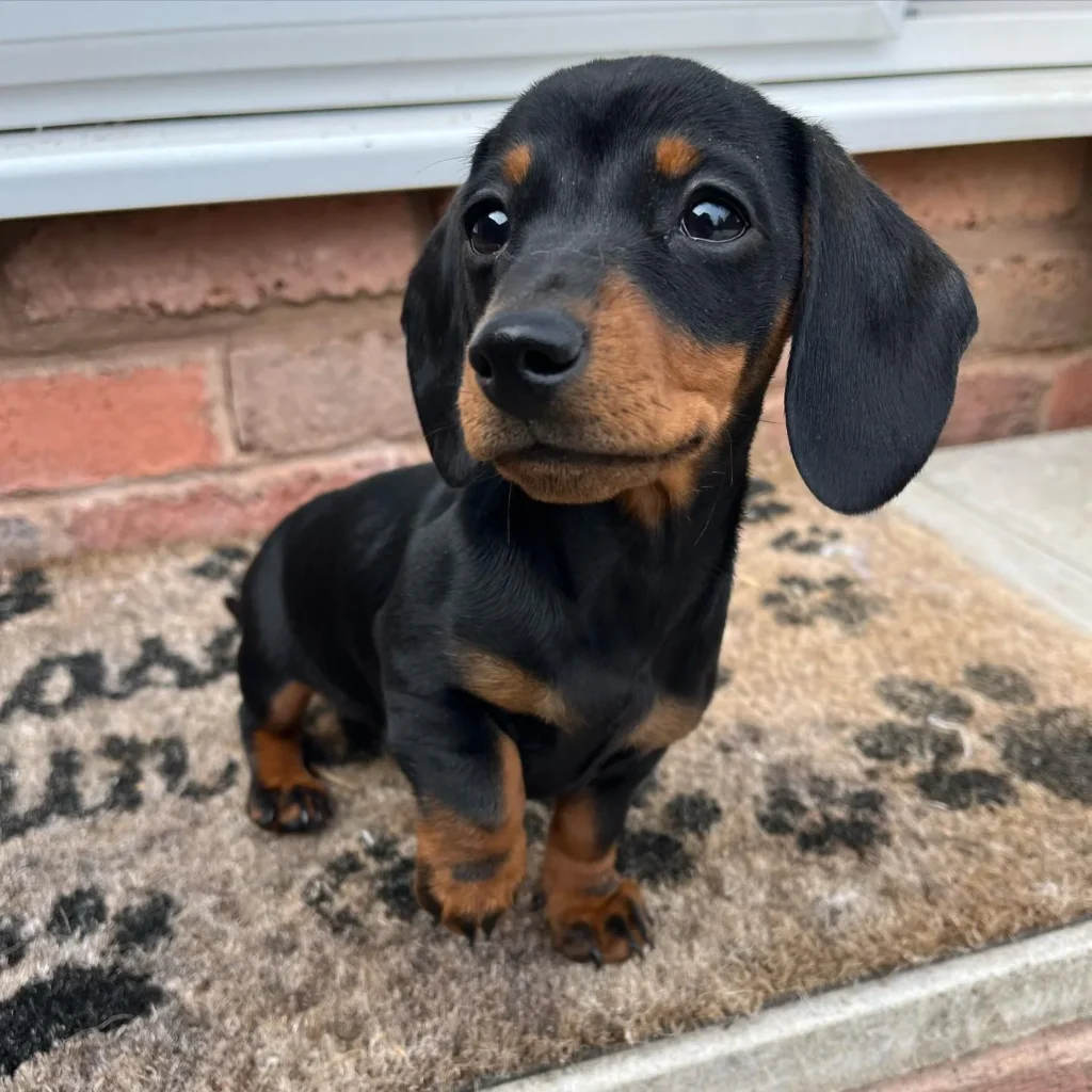 Teacup puppies for sale Teacup puppies for sale near me teacup puppy for sale Teacup puppies near me Affordable Puppies For Sale Puppies For Sale puppies for sale nearby puppies for sale cheap