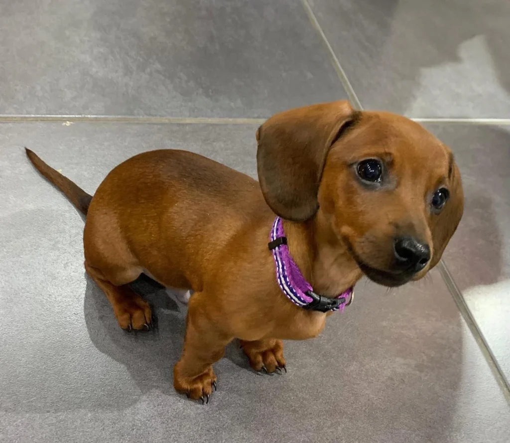 Teacup puppies for sale Teacup puppies for sale near me teacup puppy for sale Teacup puppies near me Affordable Puppies For Sale Puppies For Sale puppies for sale nearby puppies for sale cheap