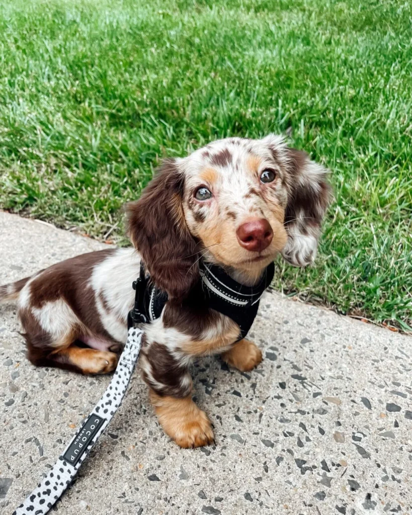 Teacup puppies for sale Teacup puppies for sale near me teacup puppy for sale Teacup puppies near me Affordable Puppies For Sale Puppies For Sale puppies for sale nearby puppies for sale cheap