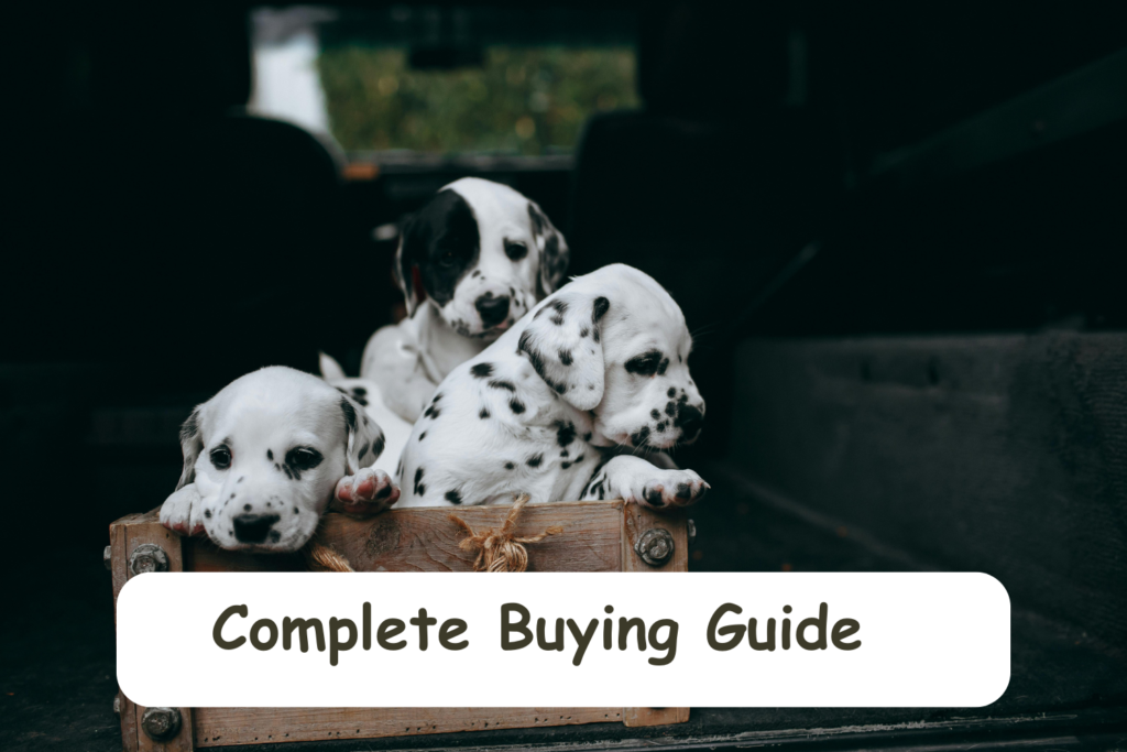 Teacup puppies for sale Teacup puppies for sale near me teacup puppy for sale Teacup puppies near me Affordable Puppies For Sale Puppies For Sale puppies for sale nearby puppies for sale cheap
