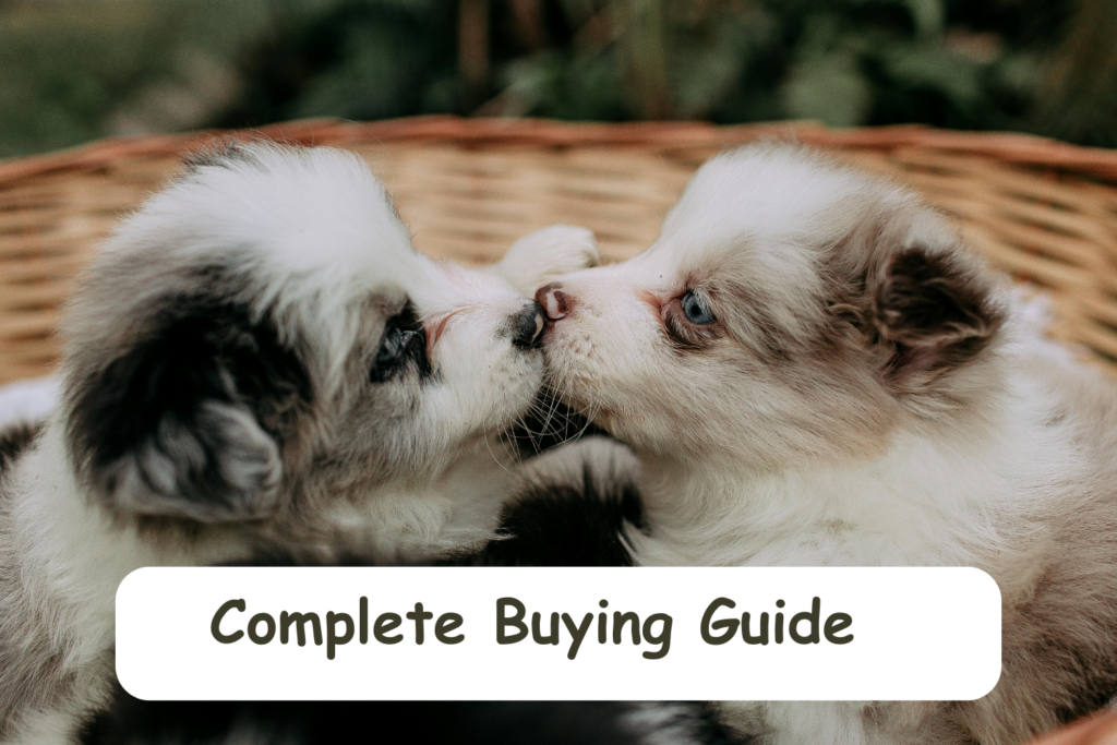 Teacup puppies for sale Teacup puppies for sale near me teacup puppy for sale Teacup puppies near me Affordable Puppies For Sale Puppies For Sale puppies for sale nearby puppies for sale cheap